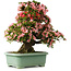 Rhododendron indicum Nyohozan, 69 cm, ± 30 jaar oud, met een nebari van 21 cm