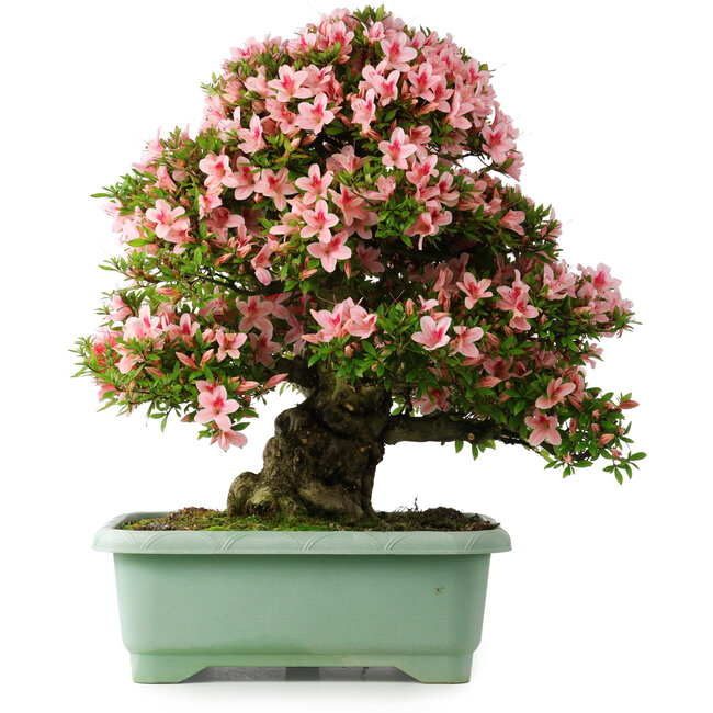 Rhododendron indicum Nyohozan, 64 cm, ± 30 jaar oud, met een nebari van 17,5 cm