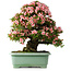 Rhododendron indicum Nyohozan, 64 cm, ± 30 jaar oud, met een nebari van 17,5 cm