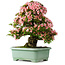 Rhododendron indicum Nyohozan, 64 cm, ± 30 jaar oud, met een nebari van 17,5 cm