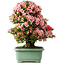 Rhododendron indicum Nyohozan, 64 cm, ± 30 jaar oud, met een nebari van 17,5 cm