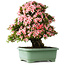 Rhododendron indicum Nyohozan, 64 cm, ± 30 jaar oud, met een nebari van 17,5 cm