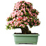 Rhododendron indicum Nyohozan, 64 cm, ± 30 jaar oud, met een nebari van 17,5 cm