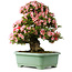 Rhododendron indicum Nyohozan, 64 cm, ± 30 jaar oud, met een nebari van 17,5 cm