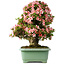 Rhododendron indicum Nyohozan, 64 cm, ± 30 jaar oud, met een nebari van 17,5 cm