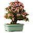 Rhododendron indicum Nyohozan, 64 cm, ± 30 jaar oud, met een nebari van 17,5 cm