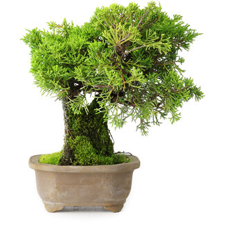 Juniperus chinensis Itoigawa, 19 cm, ± 9 jaar oud