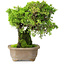 Juniperus chinensis Itoigawa, 19 cm, ± 9 anni