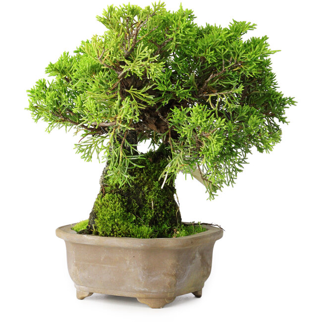 Juniperus chinensis Itoigawa, 19 cm, ± 9 jaar oud