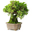 Juniperus chinensis Itoigawa, 19 cm, ± 9 ans