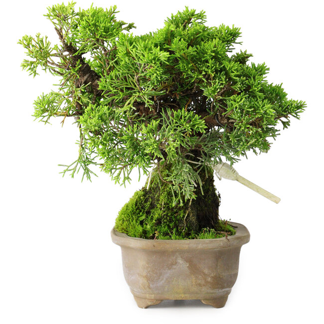 Juniperus chinensis Itoigawa, 19 cm, ± 9 ans