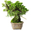 Juniperus chinensis Itoigawa, 19 cm, ± 9 jaar oud