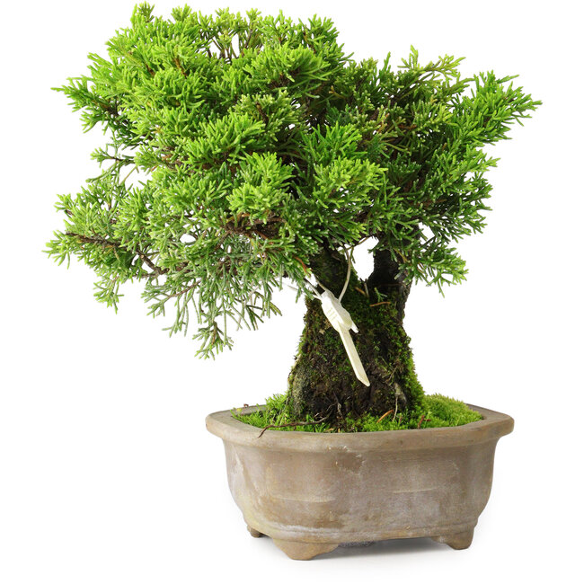 Juniperus chinensis Itoigawa, 19 cm, ± 9 anni