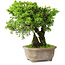 Juniperus chinensis Itoigawa, 19 cm, ± 9 anni
