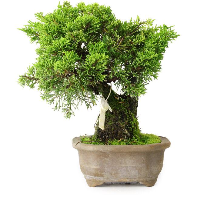 Juniperus chinensis Itoigawa, 19 cm, ± 9 anni