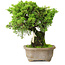 Juniperus chinensis Itoigawa, 19 cm, ± 9 Jahre alt