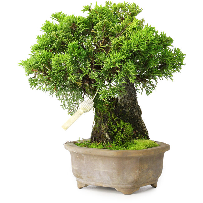 Juniperus chinensis Itoigawa, 19 cm, ± 9 jaar oud