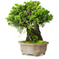 Juniperus chinensis Itoigawa, 19 cm, ± 9 years old