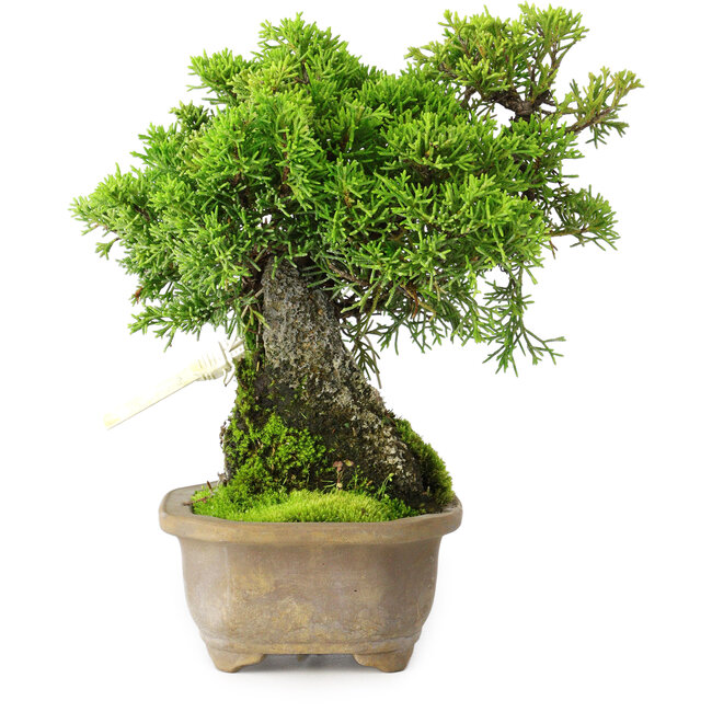Juniperus chinensis Itoigawa, 19 cm, ± 9 jaar oud