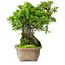 Juniperus chinensis Itoigawa, 19 cm, ± 9 anni