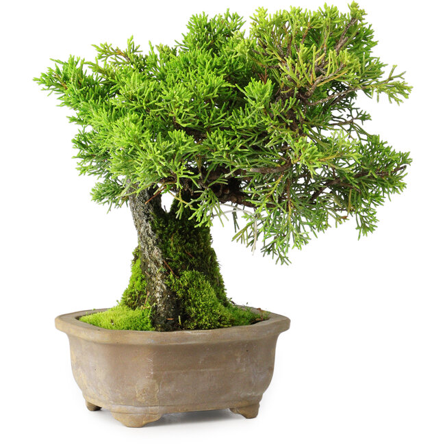 Juniperus chinensis Itoigawa, 19 cm, ± 9 Jahre alt