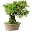 Juniperus chinensis Itoigawa, 19 cm, ± 9 anni