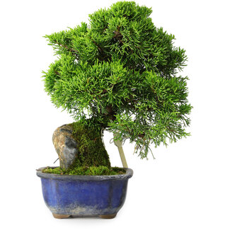Juniperus chinensis Itoigawa, 25,5 cm, ± 9 years old