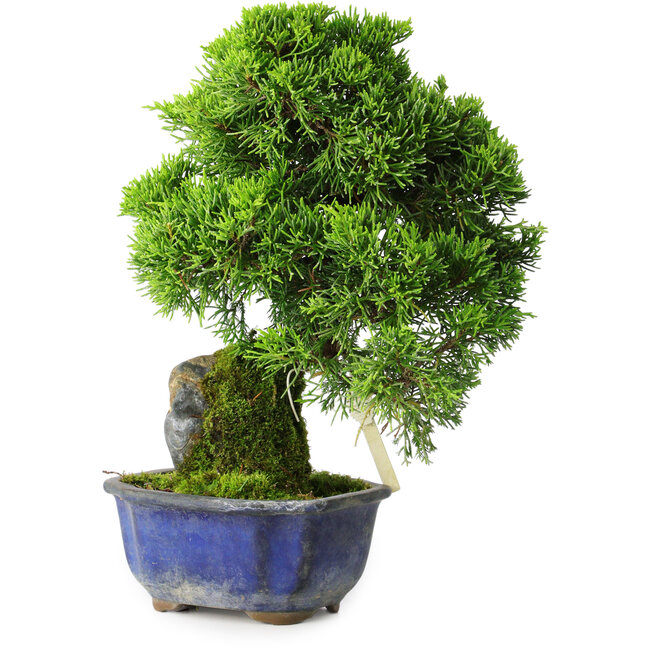 Juniperus chinensis Itoigawa, 25,5 cm, ± 9 ans