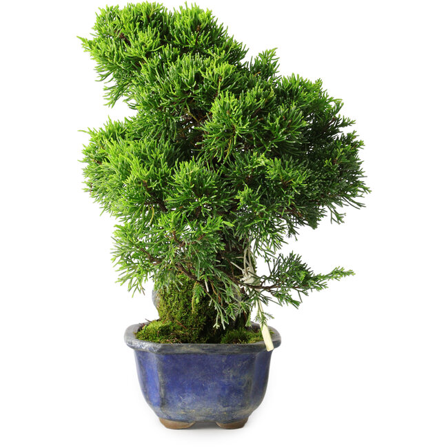 Juniperus chinensis Itoigawa, 25,5 cm, ± 9 años