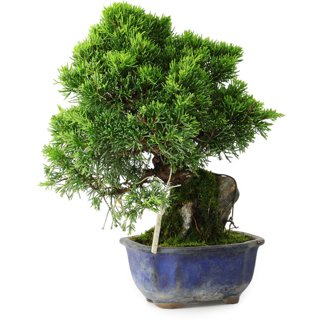 Juniperus chinensis Itoigawa, 25,5 cm, ± 9 ans