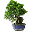 Juniperus chinensis Itoigawa, 25,5 cm, ± 9 años
