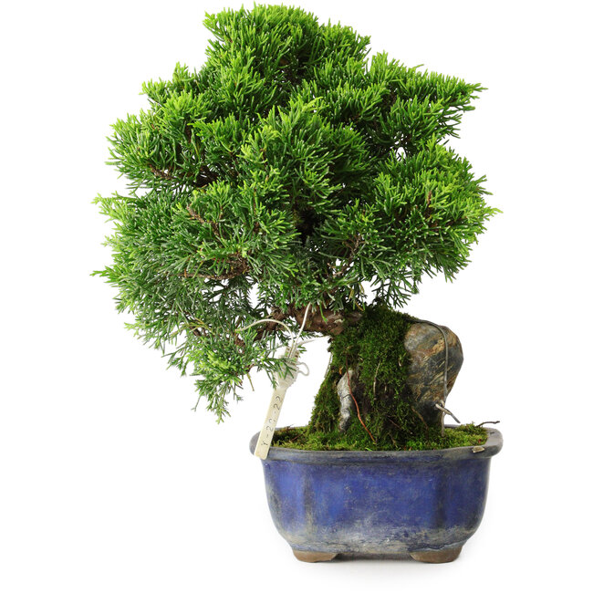 Juniperus chinensis Itoigawa, 25,5 cm, ± 9 jaar oud