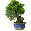 Juniperus chinensis Itoigawa, 25,5 cm, ± 9 Jahre alt