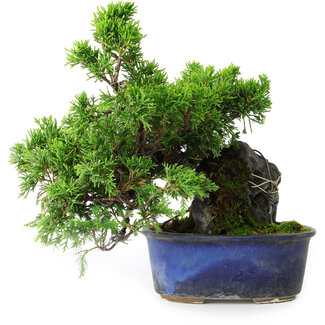 Juniperus chinensis Itoigawa, 22 cm, ± 9 years old