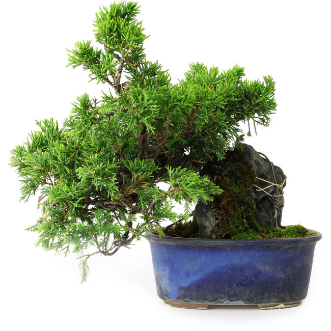 Juniperus chinensis Itoigawa, 22 cm, ± 9 anni