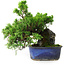 Juniperus chinensis Itoigawa, 22 cm, ± 9 Jahre alt