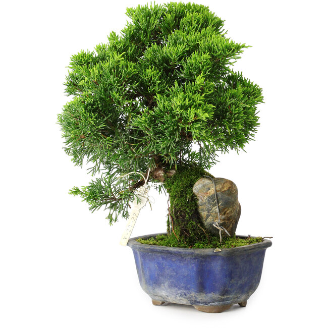 Juniperus chinensis Itoigawa, 25,5 cm, ± 9 años