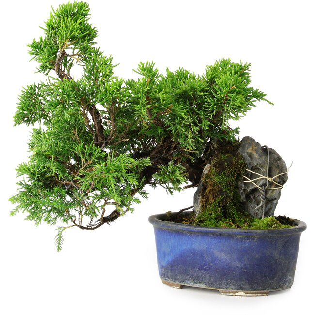Juniperus chinensis Itoigawa, 22 cm, ± 9 jaar oud