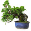 Juniperus chinensis Itoigawa, 22 cm, ± 9 anni