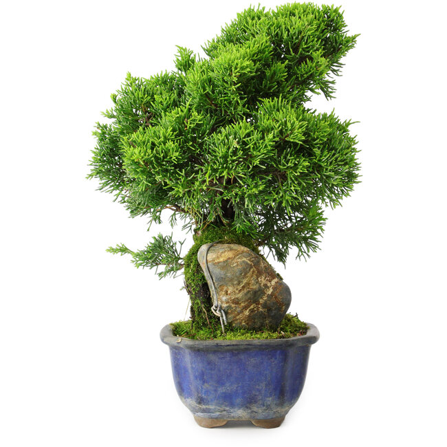 Juniperus chinensis Itoigawa, 25,5 cm, ± 9 ans
