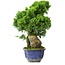 Juniperus chinensis Itoigawa, 25,5 cm, ± 9 jaar oud