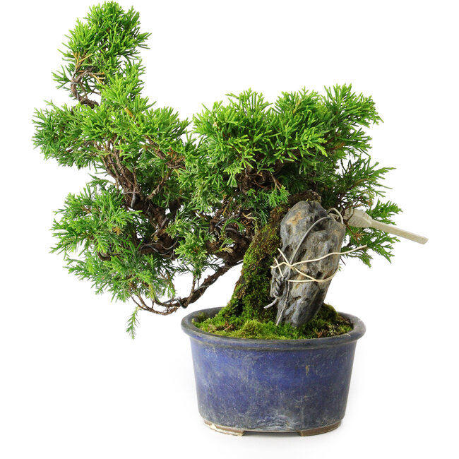 Juniperus chinensis Itoigawa, 22 cm, ± 9 years old