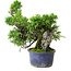 Juniperus chinensis Itoigawa, 22 cm, ± 9 anni