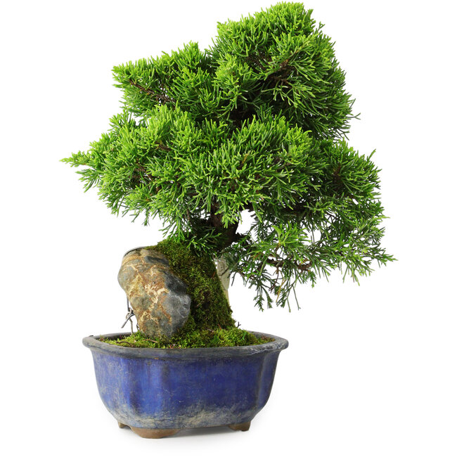 Juniperus chinensis Itoigawa, 25,5 cm, ± 9 ans