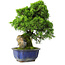 Juniperus chinensis Itoigawa, 25,5 cm, ± 9 anni