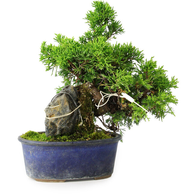 Juniperus chinensis Itoigawa, 22 cm, ± 9 Jahre alt