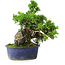 Juniperus chinensis Itoigawa, 22 cm, ± 9 Jahre alt