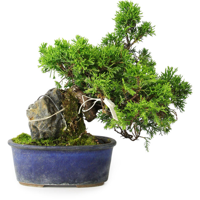 Juniperus chinensis Itoigawa, 22 cm, ± 9 Jahre alt