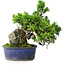 Juniperus chinensis Itoigawa, 22 cm, ± 9 anni