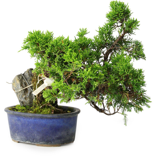 Juniperus chinensis Itoigawa, 22 cm, ± 9 years old